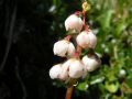 Pyrola rotundifolia